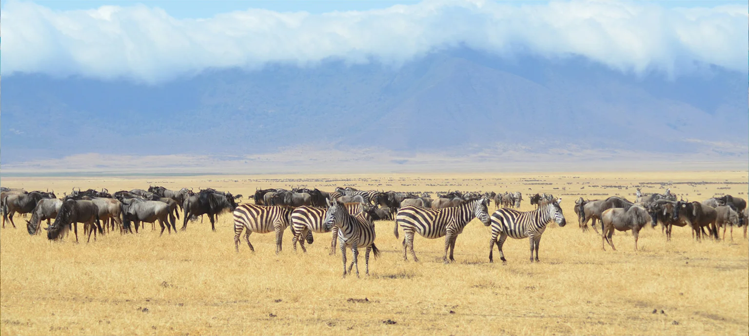 Safari Banner